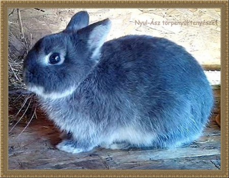 Pilla, a színes törpe anya